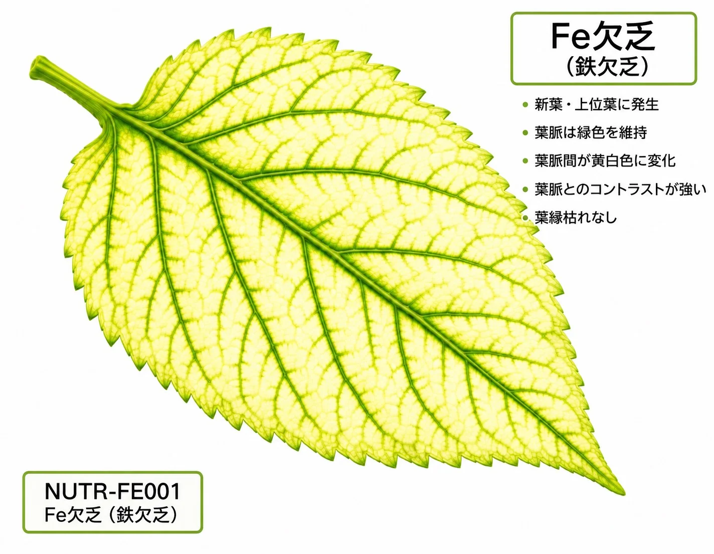 鉄欠乏症の症状イラスト