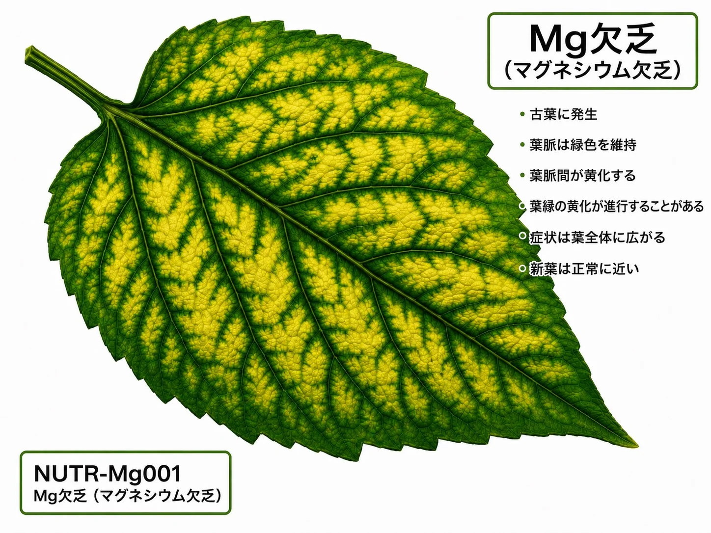 マグネシウム欠乏症の症状イラスト